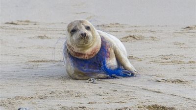 شباك صيد تغرق كلب بحر في الدماء (صور)