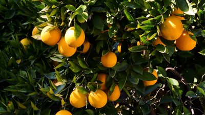 البرتقال على الشجر.. خسارة تسويق 300 ألف طن بسبب تأجيل فتح باب التصدير