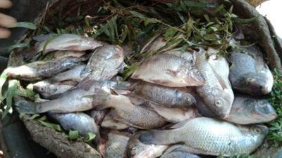 أسعار الأسماك اليوم 11 /1 / 2019.. و«البلطي» يسجل 22 جنيها
