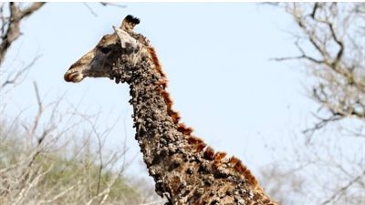 الطيور تتسبب في أورام تغطي جسد زرافة (صور)