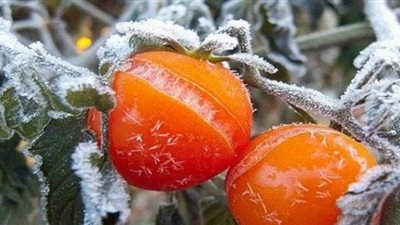 خبير مناخ يكشف تأثير موجات الصقيع على المحاصيل الزراعية