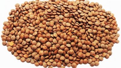 هاني الناظر يكشف حقيقة إصابة العدس بديدان مسرطنة