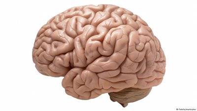هل تؤثر زيادة الوزن على المخ؟