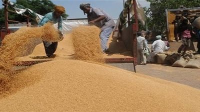 التموين: توريدات القمح المحلي تكسر حاجز 3.5 ملايين طن