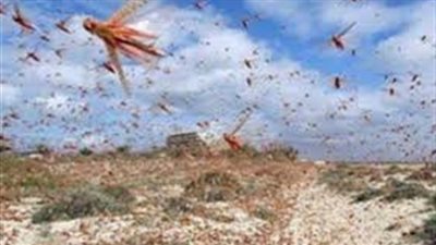 البيئة: الجراد لن يؤثر على الغطاء النباتي لمحمية رأس محمد