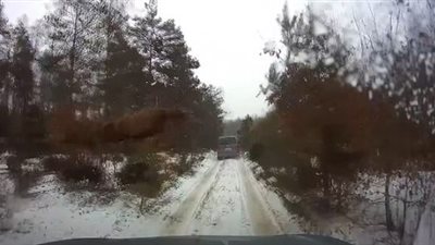 غزال يهرب من الاصطدام بسيارة بقفزة 10 أمتار (فيديو وصور)