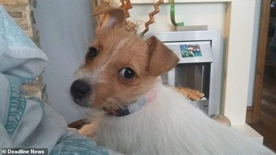 لص يسرق كلبا من صبي يقوم بالتنزه معه (فيديو وصور)