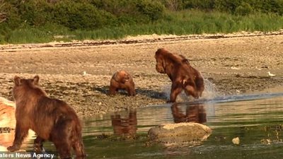 معركة شرسة بين دببة على جثة حوت نافق (فيديو وصور)