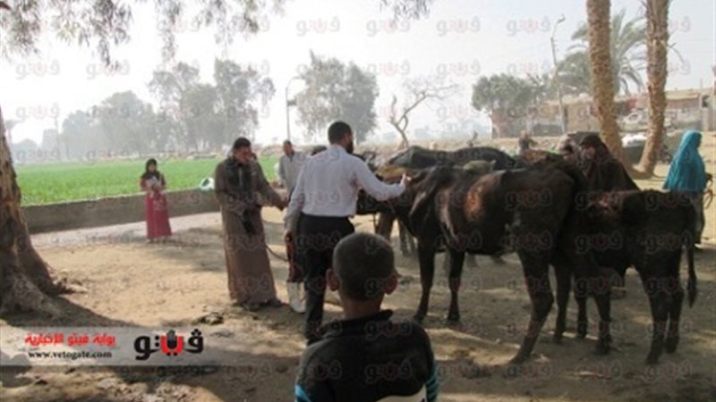القوافل البيطرية