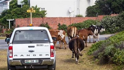 قطيع أبقار يثير الفوضى في قرية بجنوب أفريقيا (صور)