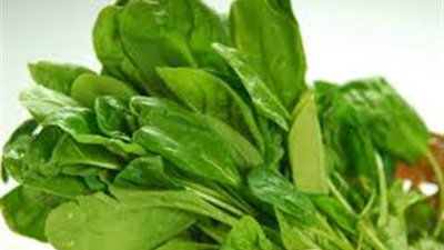 تناول السبانخ يحمي من الإصابة بـ14 مرضا