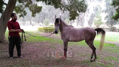 محافظ القاهرة يتفقد مزرعة الخيول العربية بعين شمس (صور)