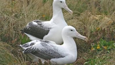 دراسة: الطيور تتزوج من الغرباء وليس الأقارب