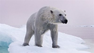 لقطات مرعبة لدب قطبي يقفز على غواصة روسية بحثا عن الطعام