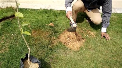 تدشين مبادرة لزراعة الأشجار المثمرة في شوارع السلام