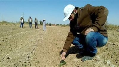 الوادي الجديد تعلن نجاح القمح المتحمل للملوحة