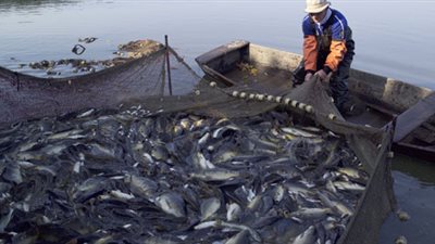الإحصاء: 7٪ زيادة في إنتاج الأسماك