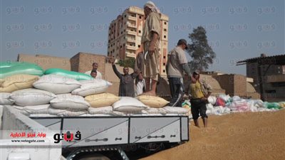 بالصور.. توريد 166 ألف طن قمح بالشون الترابية بالمنوفية