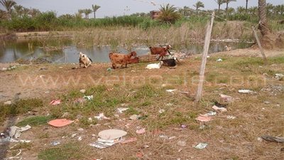 إزالة 10 مزارع سمكية مقامة على أراضى الدولة بدمياط الجديدة