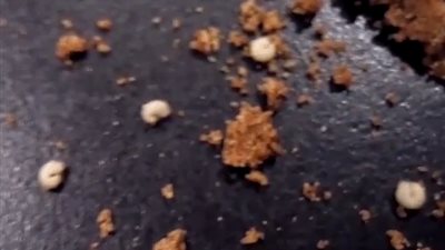 بالفيديو والصور.. بريطانيان يعثران على 