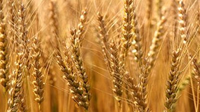 ارتفاع أسعار القمح الروسية في الأسواق العالمية