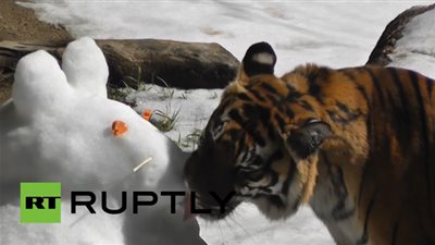 بالفيديو.. الثلج يسعد الحيوانات المقيمة في 