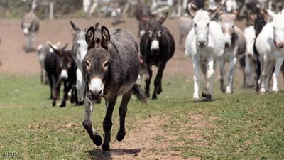 5 مزايا لـ «الحمار» عن الإنسان في مصر.. استمارة الرقم القومي بـ 5 جنيهات.. «مفيش حمير بتبات من غير عشا».. لا بيموت في حوادث الطرق والمراكب والملاهي الليلية.. جوازهم ببلاش ومفيش عنو