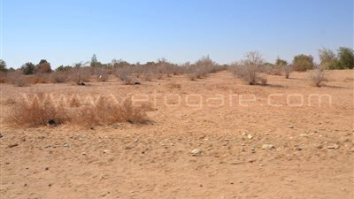 نقص السولار يهدد المساحات الزراعية بالوادى الجديد