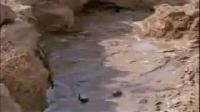 بالفيديو.. سمكة تعيش بدون ماء لمدة 4 سنوات