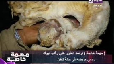 بالفيديو.. ضبط «ديوك رومى ودجاج» في حالة تعفن داخل مخزن بالقليوبية