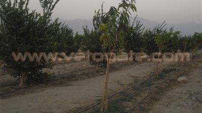 رجل أعمال يتبرع بوحدة تحلية مياه لزراعة 150 فدان زيتون بطور سيناء