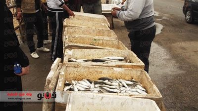 استقرار أسعار الأسماك..  و