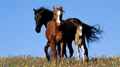 الزراعة تبحث استخدام «بصمة العين» للحفاظ على سلالات الخيول