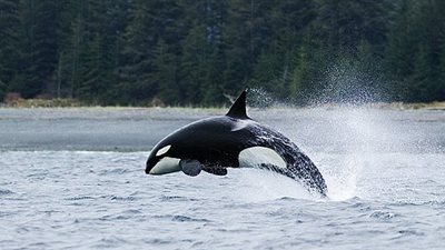 حياة الحيتان القاتلة على ناشيونال جيوغرافيك