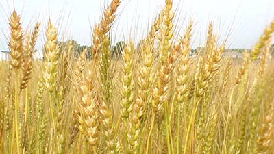 مصر تخطط لشراء 6 ملايين طن قمح محلى فى 2014