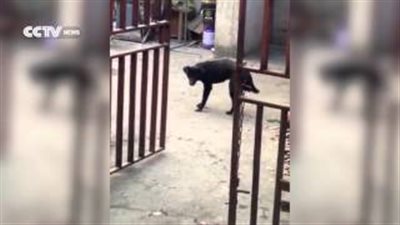 بالفيديو.. كلب يرقص ببراعة على أنغام موسيقى the fox