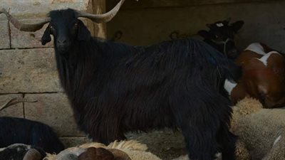 كيف تختار الأضحية السليمة؟.. جزار من شوادر السيدة زينب يجيب | فيديو