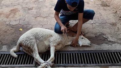 مخاطر الذبح في الشوارع