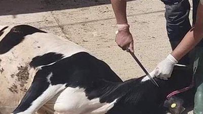 الحبس والغرامة ومصادرة الأضحية.. عقوبة ذبح الأضاحي خارج المجازر