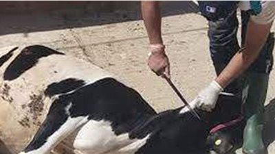 3 آلاف جنيه مخالفة ذبح الأضاحي وإقامة شوادر في الطريق العام بالجيزة