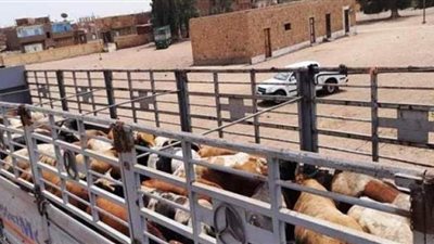 بدء بيع صكوك أضاحي عيد الأضحى من الثامنة حتى 11 مساء بالجيزة