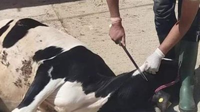 قانونية تكشف عن عقوبة صادمة.. احذر ذبح الأضاحي أمام المنزل