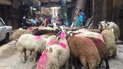 ذبح الأضاحي يسيطر على شوارع القبة | صور