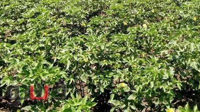 مدير مكافحة الآفات بالإسماعيلية يقدم نصائح هامة لمزارعي القطن | صور