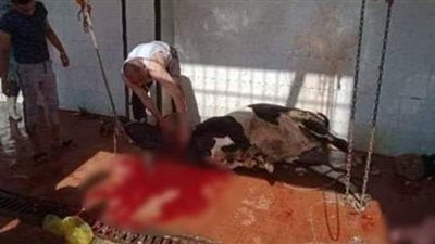 مجازر القليوبية: ذبح الأضاحي مجانًا طوال أيام العيد | صور