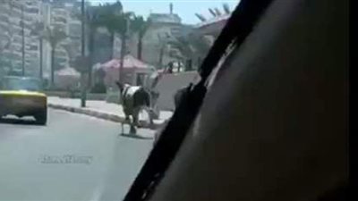 لحظة هروب عجول من الذبح في عيد الأضحى | فيديو