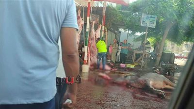 بالمخالفة لقرار المحافظ.. ذبح الأضاحي في شوارع بورسعيد | فيديو