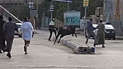 ثورة الأضاحي على أصحابها.. مصرع وإصابة 4 في سقوط عجل على سيارة.. وفاة ابن جزار أثناء ذبح أضحية.. وهروب عجل في قنا يثير الذعر