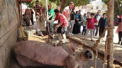 7 صور ترصد نحر أضاحي العيد بالشرقية