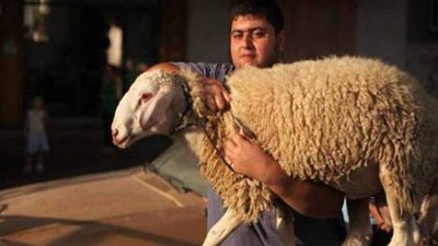 الزراعة: ذبح 7500  أضحية مجانا للمواطنين بالمجازر صباح أول أيام عيد الأضحى